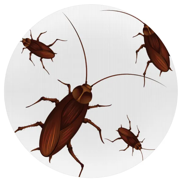 Blattodea — Mousepad Round 20cm