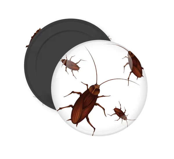 Blattodea — 1
