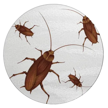 Blattodea, Επιφάνεια κοπής γυάλινη στρογγυλή (30cm)