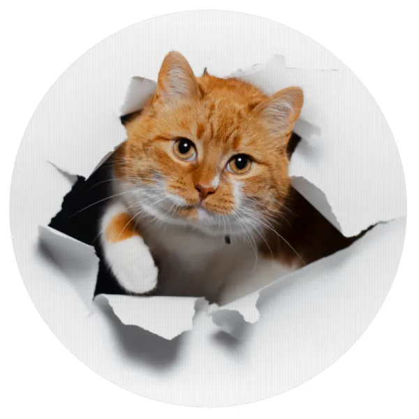Cat cracked — 1