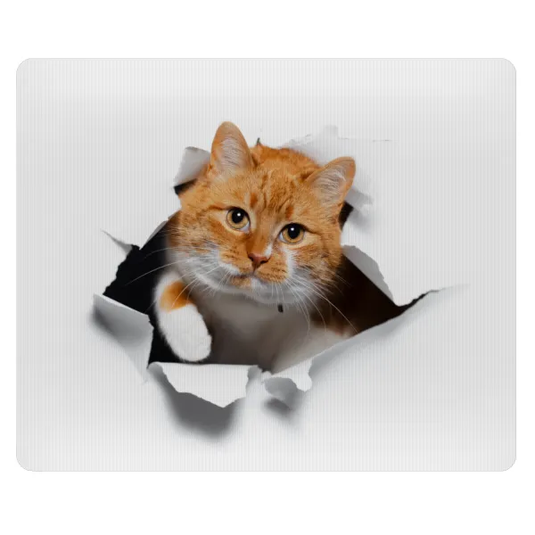 Cat cracked — 1