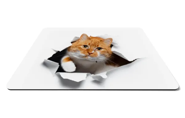 Cat cracked — 1